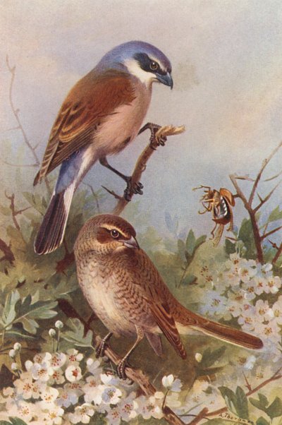 Alcaudón dorsirrojo (macho y hembra) (litografía en color) de Archibald Thorburn