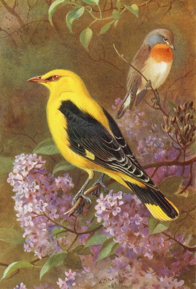 Papamoscas pechirrojo, Oriole dorada (litografía en color) de Archibald Thorburn
