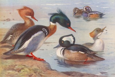Esmerejón de pecho rojo (macho y hembra), Pato arlequín (macho y hembra), Esmerejón capuchino (macho y hembra) (litografía en color) de Archibald Thorburn