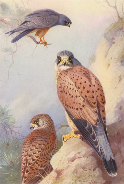 Halcón de patas rojas, cernícalo vulgar (macho y hembra) (litografía en color) de Archibald Thorburn