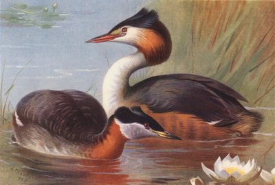 Somormujo cuellirrojo, Somormujo lavanco (litografía en color) de Archibald Thorburn