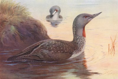 Buceador de garganta roja (litografía en color) de Archibald Thorburn