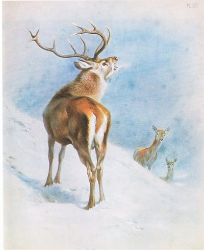 Ciervo rojo, pub. por Book Club Associates de Archibald Thorburn