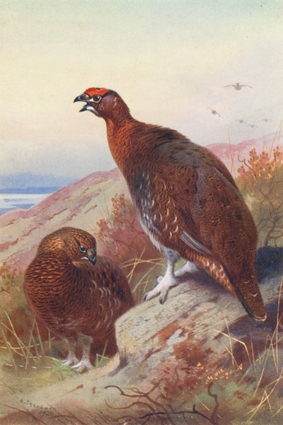 Urogallo (macho y hembra) (litografía en color) de Archibald Thorburn