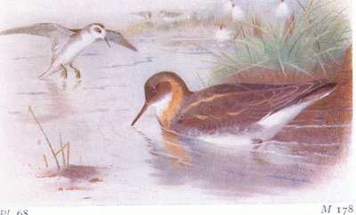 Falaropo Picofino (verano y otoño), de Aves de las Islas Británicas y Sus Huevos publicado por Frederick Warne & Co Ltd, 1958 de Archibald Thorburn