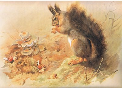 Ardilla roja, de los mamíferos de Thorburn publicado por Longmans and Co, c. 1920 de Archibald Thorburn