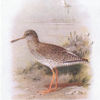 Archibebe común, de Aves de las Islas Británicas y sus Huevos publicado por Frederick Warne & Co Ltd, 1958 de Archibald Thorburn