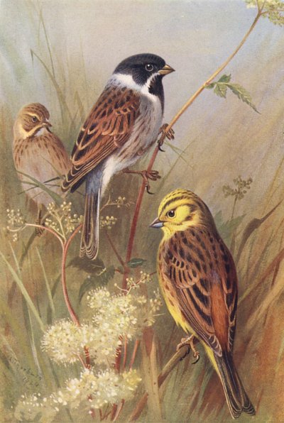 Colorín Colorado (macho y hembra), Escribano Amarillo o Martillo Amarillo (litografía en color) de Archibald Thorburn