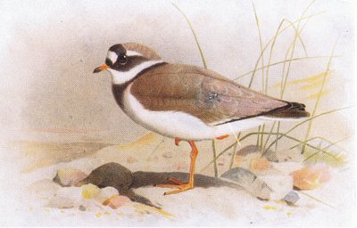 Chorlitejo grande, de Aves de las Islas Británicas y sus Huevos publicado por Frederick Warne & Co Ltd, 1958 de Archibald Thorburn