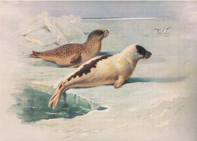 Foca anillada y foca de Groenlandia, de los mamíferos de Thorburn publicado por Longmans and Co, c. 1920 de Archibald Thorburn