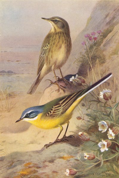 Lavandera cascadeña (litografía en color) de Archibald Thorburn