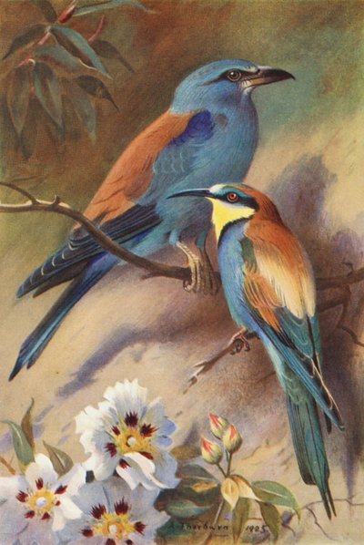 Rodillo, Bee-Eater (litografía en color) de Archibald Thorburn