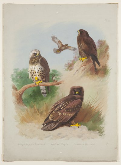 Busardo rudo, águila moteada y busardo común, c.1915 (acuarela y gouache con goma arábiga sobre lápiz en cartón) de Archibald Thorburn