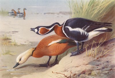 Ruddy Sheld-Duck, Red-Breasted Goose (litografía en color) de Archibald Thorburn