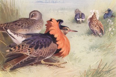 Ruff (cuatro tipos de macho y hembra) (litografía en color) de Archibald Thorburn