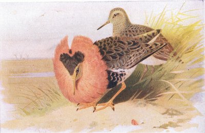 Combatientes y Reevos, de Aves de las Islas Británicas y Sus Huevos publicado por Frederick Warne & Co Ltd, 1958 de Archibald Thorburn