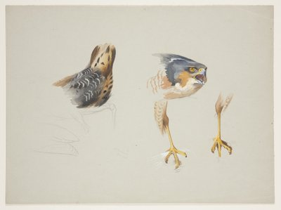 Rabadilla de ave zancuda y cabeza y patas de gavilán, c.1915 de Archibald Thorburn