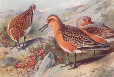 Lanzón (verano), Calidris canutus (verano) (litografía en color) de Archibald Thorburn