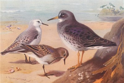 Correlimos gordo (invierno), Correlimos menudo, Correlimos menudo (invierno) (litografía en color) de Archibald Thorburn