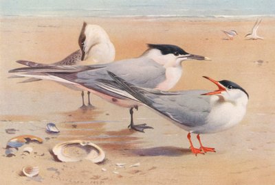 Charrán patinegro (adulto y joven), Charrán común (litografía en color) de Archibald Thorburn