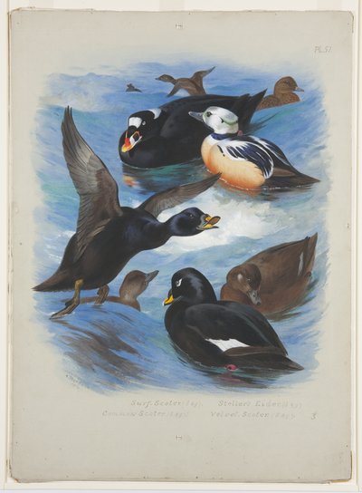 Patos y éider de Steller, c.1915 de Archibald Thorburn