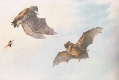 Murciélago Serotine y murciélago de Leisler, de Mamíferos de Thorburn publicado por Longmans and Co, c. 1920 de Archibald Thorburn