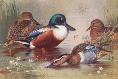 Pato cuchara (macho y hembra), Gargantilla (macho y hembra) (litografía en color) de Archibald Thorburn