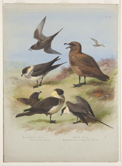 Skuas, c.1915 (acuarela y gouache sobre lápiz en papel) de Archibald Thorburn