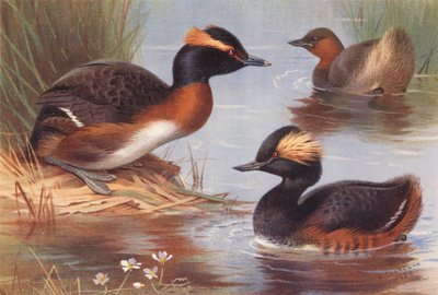 Zampullín eslavo, zampullín chico, zampullín cuellinegro (litografía en color) de Archibald Thorburn