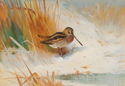 Agachadiza en los juncos de Archibald Thorburn