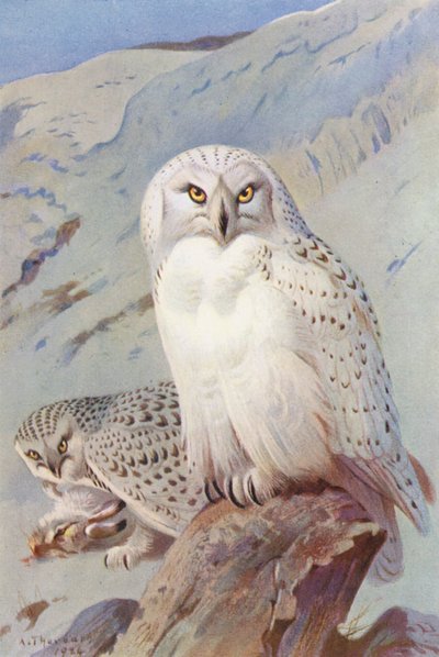 Búho nival (litografía en color) de Archibald Thorburn