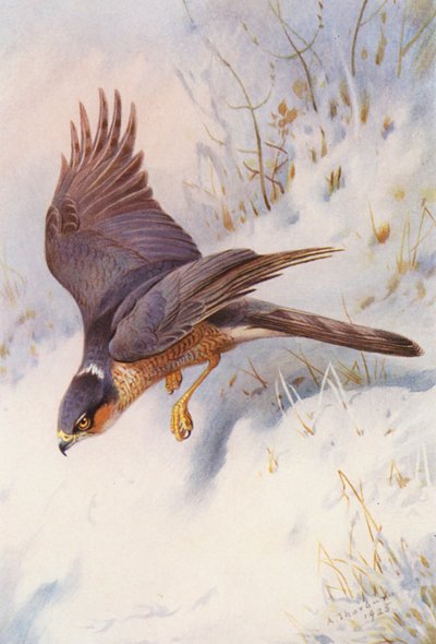 Gavilán (macho adulto) (litografía en color) de Archibald Thorburn