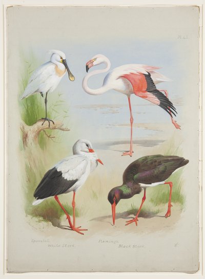 Espátula, flamenco y cigüeña, c.1915 (acuarela y gouache sobre lápiz en papel) de Archibald Thorburn