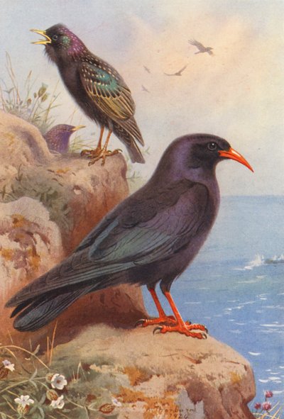 Estornino pinto, Chova piquirroja (litografía en color) de Archibald Thorburn