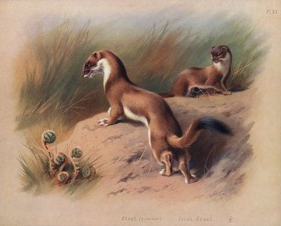 Armiño (verano), Armiño irlandés de Archibald Thorburn