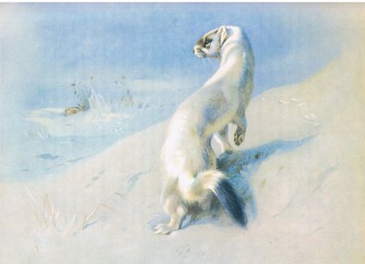 Armiño de Archibald Thorburn