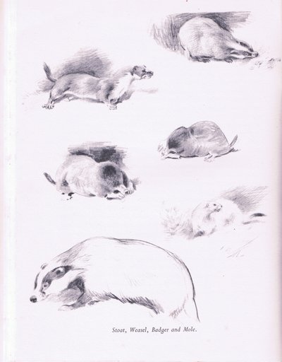 Comadreja, armiño, tejón y topo de Archibald Thorburn