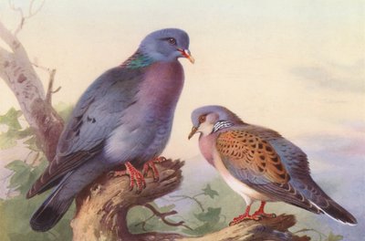 Stock-Dove, Turtle-Dove (litografía en color) de Archibald Thorburn