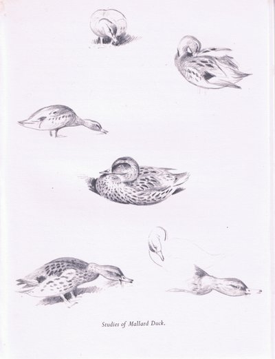 Estudios de patos reales de Archibald Thorburn