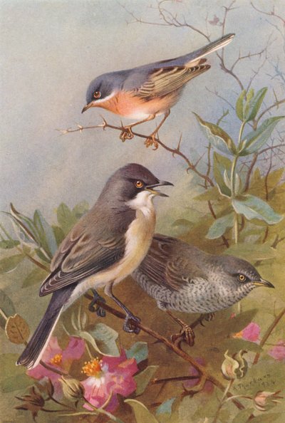 Curruca carrasqueña, Curruca mirlona, Curruca mosquitera (litografía en color) de Archibald Thorburn