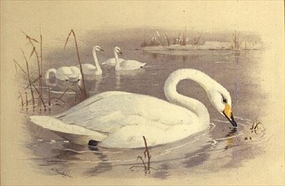 Cisnes en el agua de Archibald Thorburn