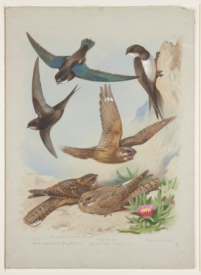 Rápido, c.1915 de Archibald Thorburn