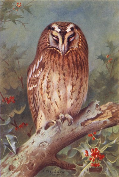 Cárabo común (litografía en color) de Archibald Thorburn