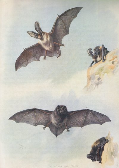 El Barbastelle de Archibald Thorburn