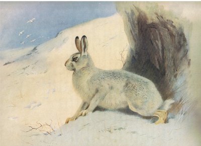 La liebre de montaña en invierno, de los mamíferos de Thorburn publicado por Longmans and Co, c. 1920 de Archibald Thorburn