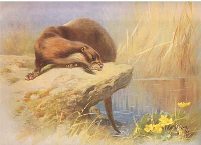 La nutria, de los Mamíferos de Thorburn publicado por Longmans and Co, c. 1920 de Archibald Thorburn