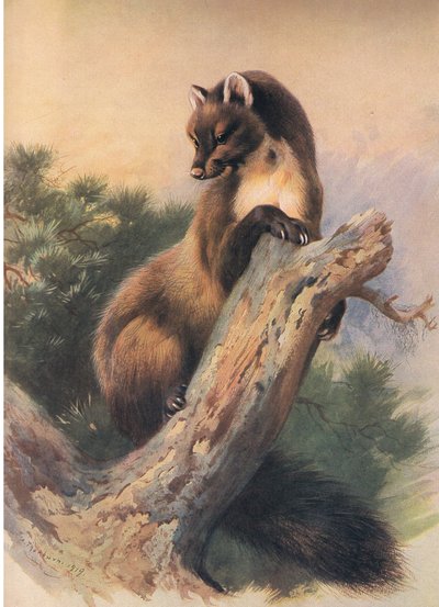 La Marta, de los mamíferos de Thorburn publicado por Longmans and Co, c. 1920 de Archibald Thorburn