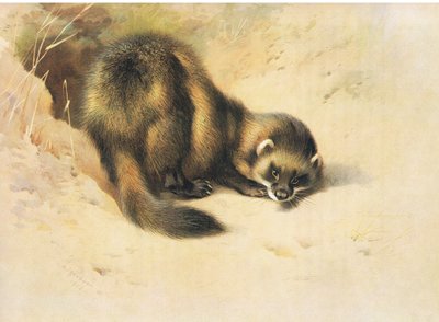El turón, de los mamíferos de Thorburn publicado por Longmans and Co, c. 1920 de Archibald Thorburn