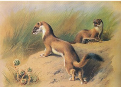 El armiño, de los mamíferos de Thorburn publicado por Longmans and Co, c. 1920 de Archibald Thorburn