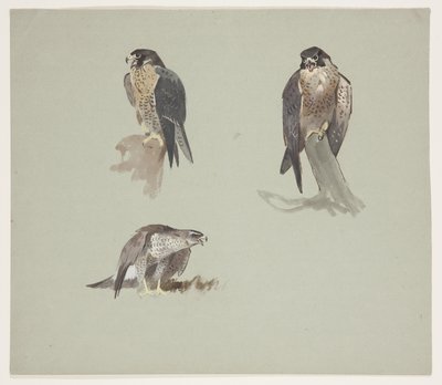 Tres bocetos en color de un halcón peregrino macho, c.1915 de Archibald Thorburn